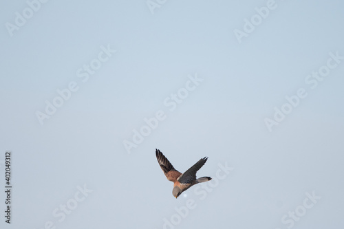 Hovering kestrel while hunting (male), the bird is very small in the frame and the wings are up. © Lorraine Addy