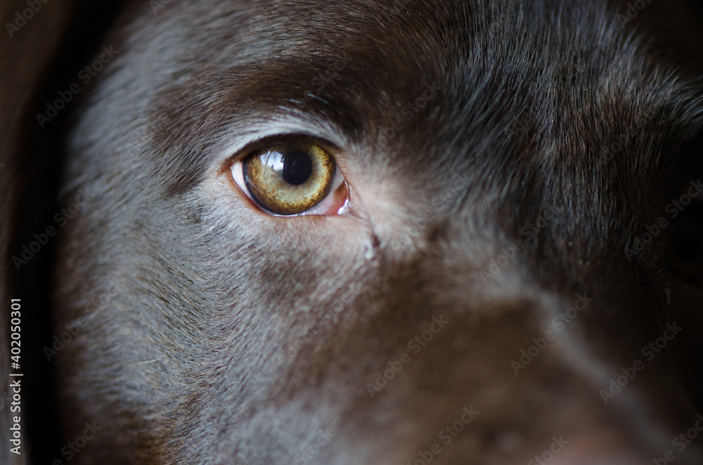 Naklejka Close up portrait of half of a dog eye
