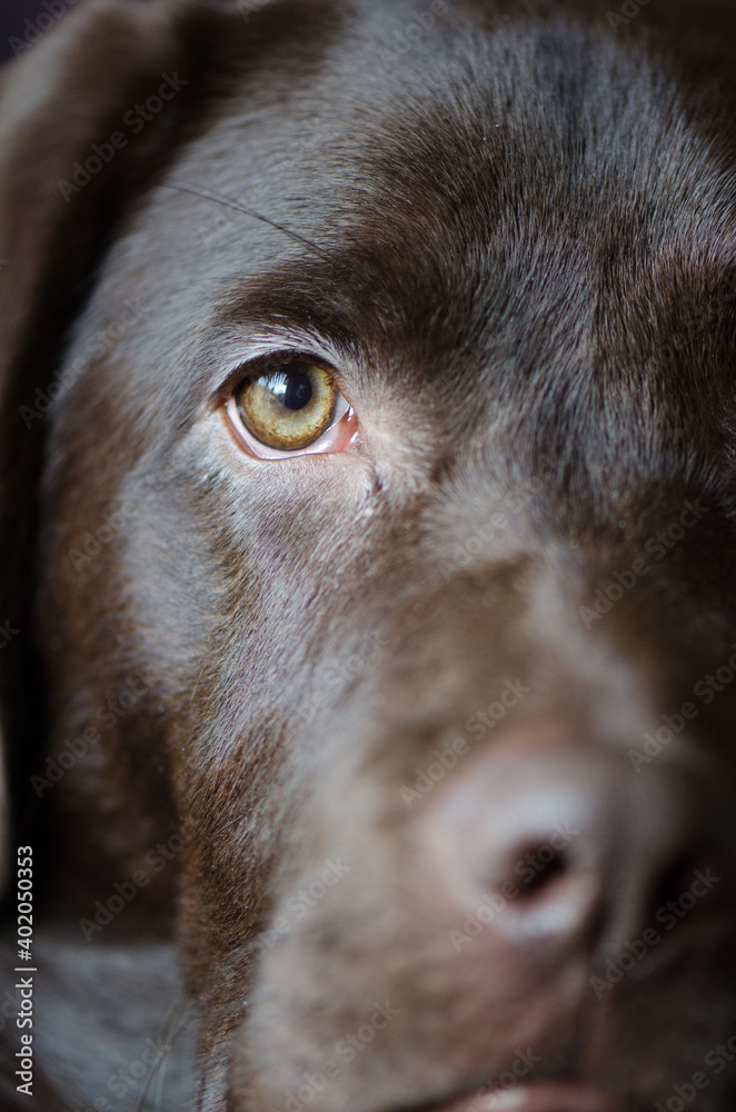 Naklejka Close up portrait of half of a dog face