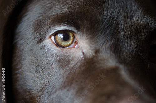 Wallpaper Mural Close up portrait of half of a dog eye Torontodigital.ca