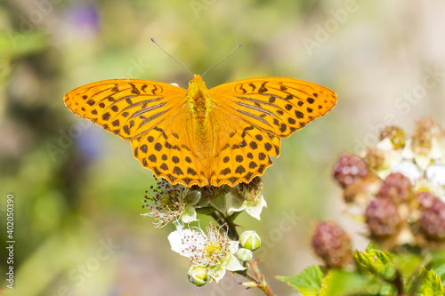 Silver-washed fritillary, Argynnis paphia, male butterfly closeup