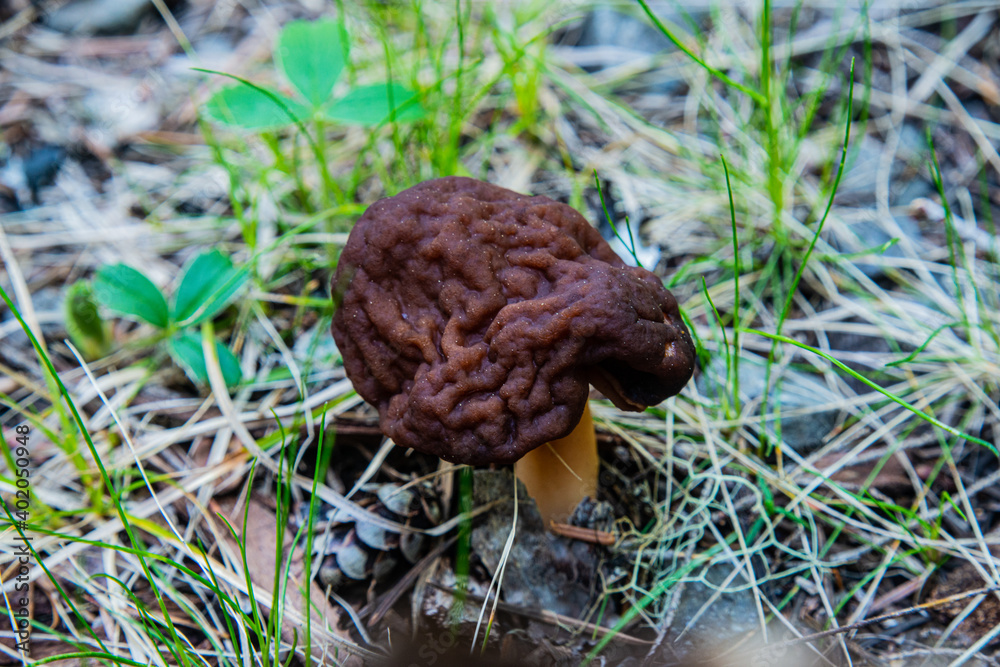 mushroom in the forest mushroom in the forest