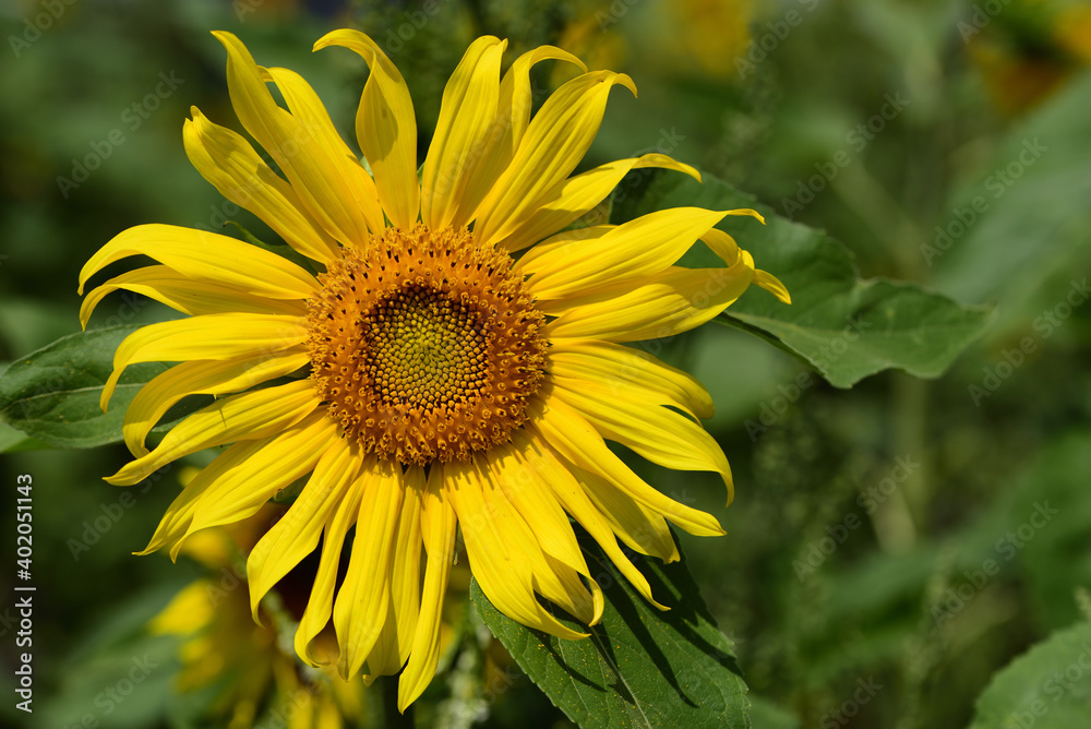 Obraz premium Close-up of a blooming sunflower against a green background in summer on a field