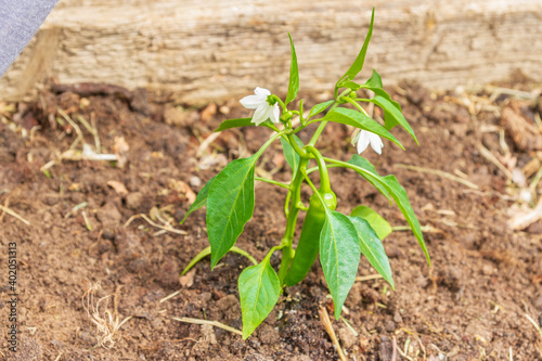 Pepper seedlings grow in the garden in summer
