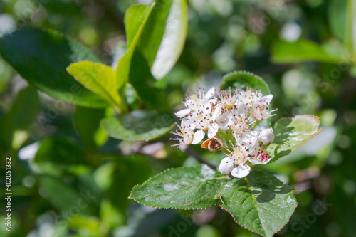 White flowers of a flowering Bush of black-fruited mountain ash in summer