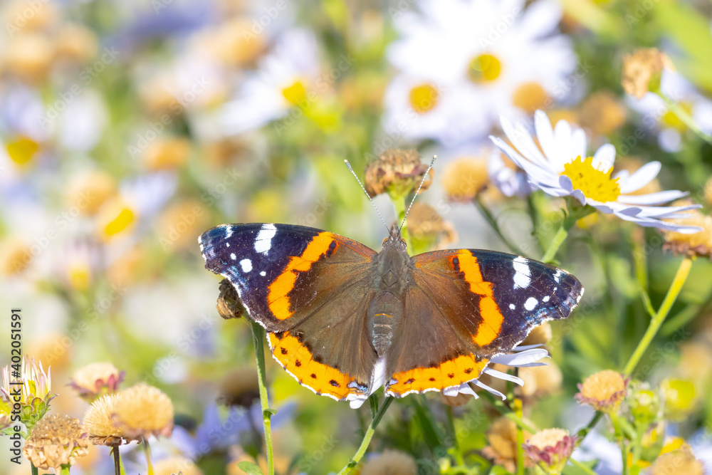 Red Admiral butterfly, Vanessa atalanta, feeding, top view open wings. Red Admiral butterfly, Vanessa atalanta, feeding, top view open wings.