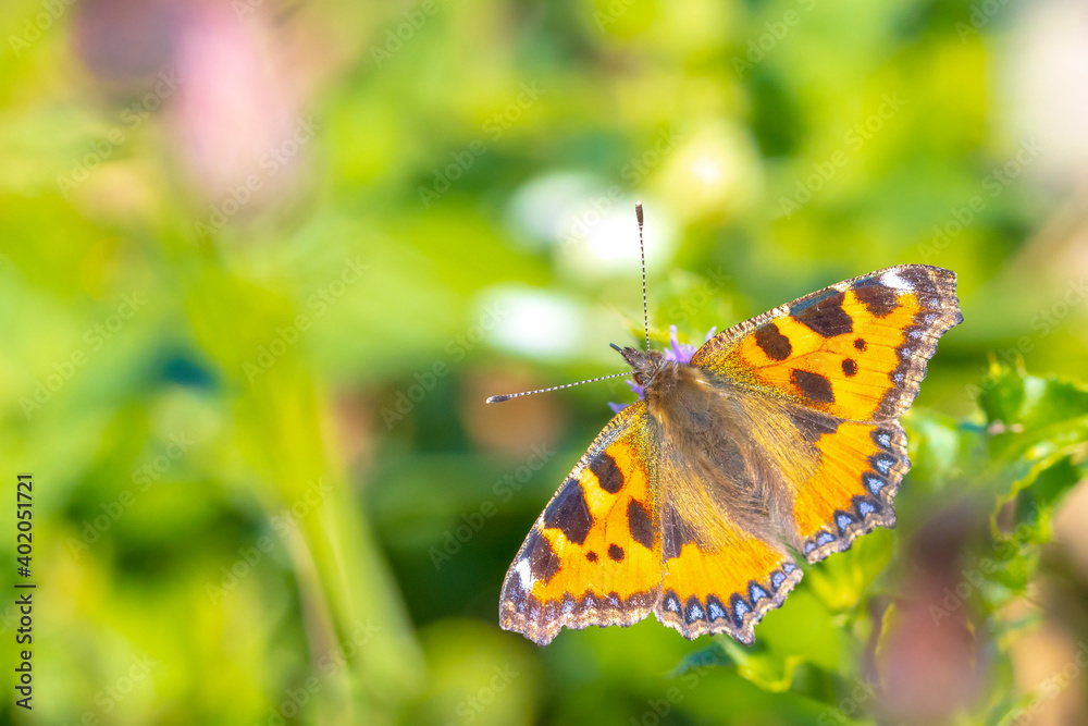 Aglais urticae, small tortoiseshell butterfly top view, open wings Aglais urticae, small tortoiseshell butterfly top view, open wings