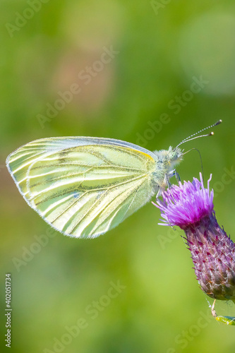 Green-veined white butterfly, Pieris napi, feeding nectar of a purple thistle flower