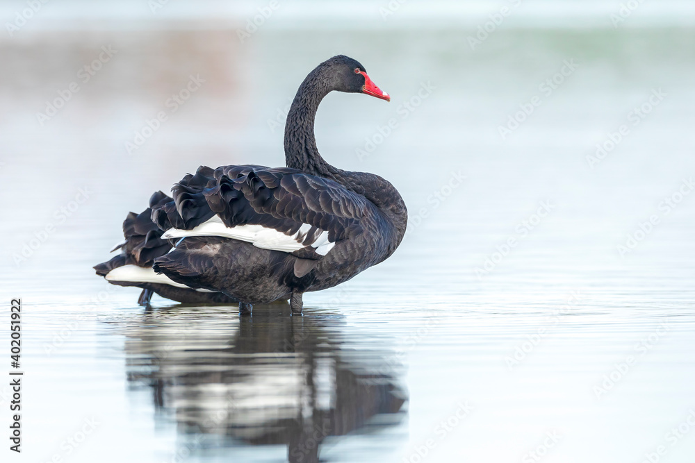 Fototapeta premium Black swan, Cygnus atratus, posing and preening