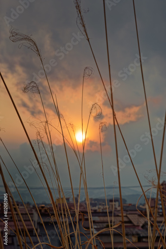 Coucher de soleil à travers des brins d'herbe © VincentBesse 