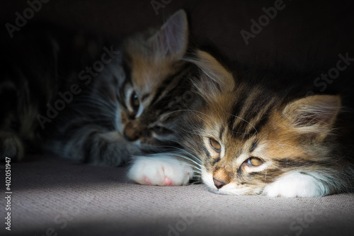 Two Siberian kittens lying down sleepy