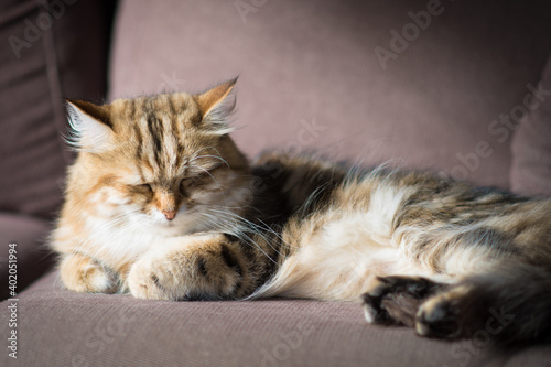 Golden tabby cat lounging on the couch