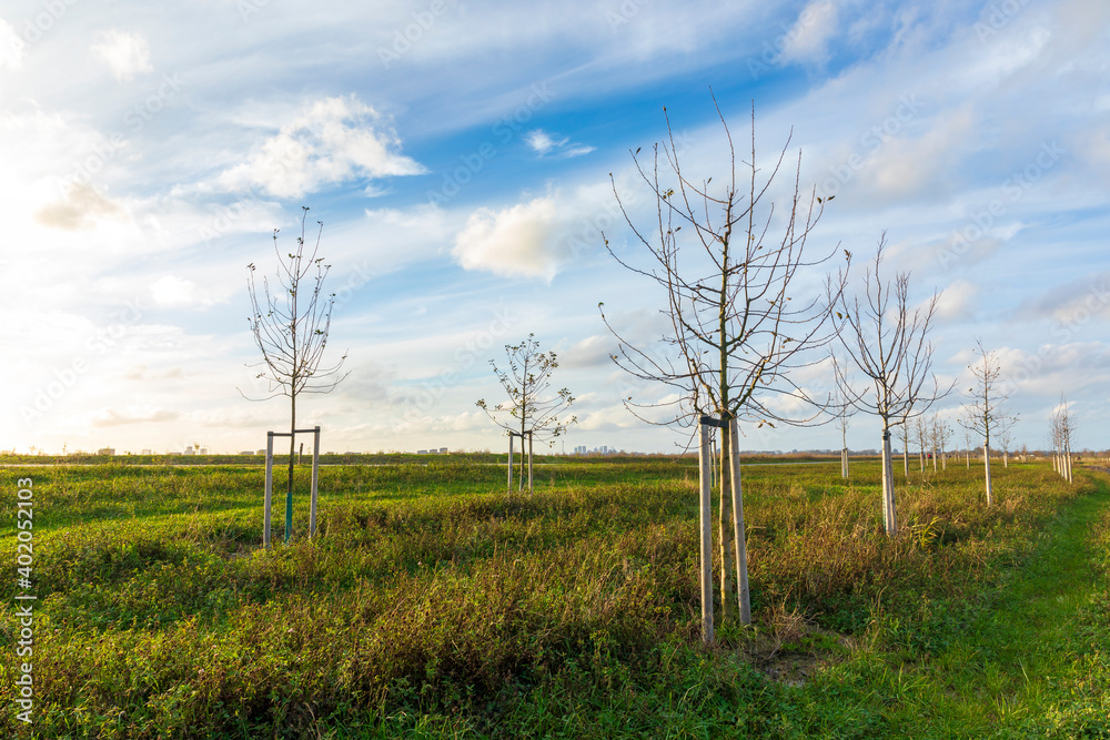 Obraz premium Planting young trees to grow a new forest