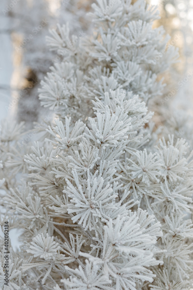 snow covered branches snow covered branches