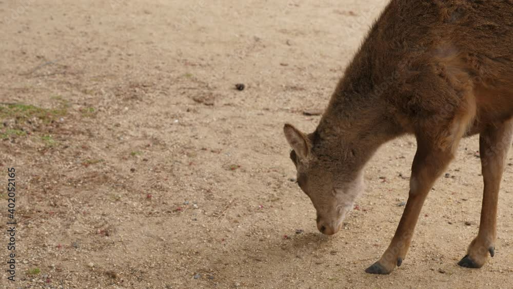 Wild deer put head down and look for crumbs, grass, leaves or flowers on dry downtrodden ground. Famous sika deer at Nara Park, popular tourist attraction of Japan Wild deer put head down and look for crumbs, grass, leaves or flowers on dry downtrodden ground. Famous sika deer at Nara Park, popular tourist attraction of Japan
