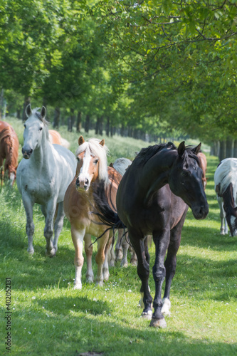 Group of different horses in meadow