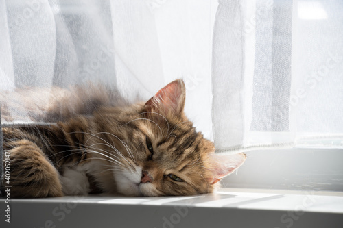 cat lounging in the window 2