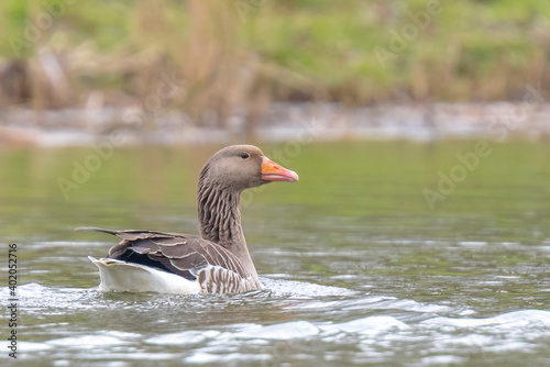 Greylag goose, Anser Anser, swimming in water