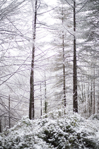 snow covered trees