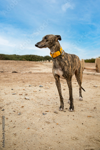 Frankie the brindle lurcher crossbreed relaxing on goring beach. A lurcher is a type of sighthound which is cross between a greyhound or whippet and another breed of dog. © Will