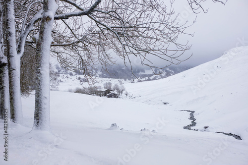 Snow covered trees in winter © Ainhoa