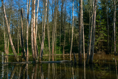 dead trees on swampy lake