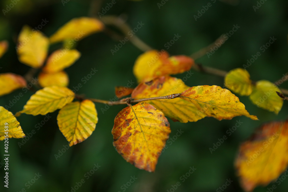 Obraz premium Autumnal leaves on trees