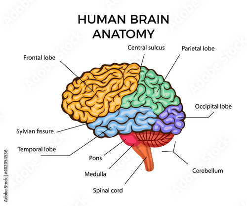 Human Brain Anatomy photo