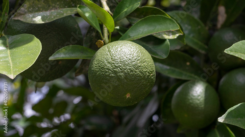Wallpaper Mural Lemon tree with fruits ready to harvest in Valle del Cauca Colombia Torontodigital.ca