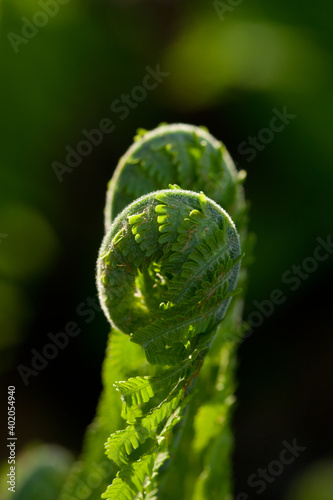Macro photo of young fern sprout with selective focus 