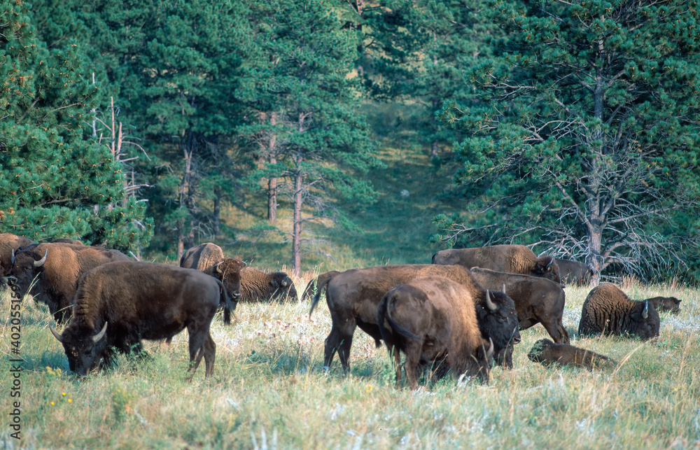 Buffalo herd on prairie in Custer State Park Buffalo herd on prairie in Custer State Park