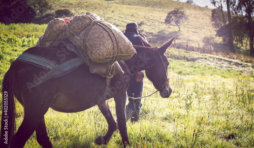 Image of work with mules in the rural sector of Colombia. photo