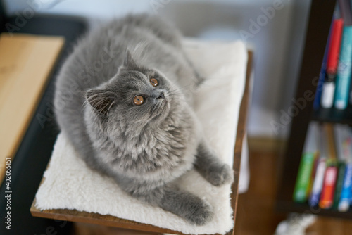 Obraz na plátně Gray British fluffy kitten laying chilling