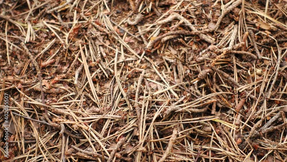 Quality time lapse of ants. Anthill.