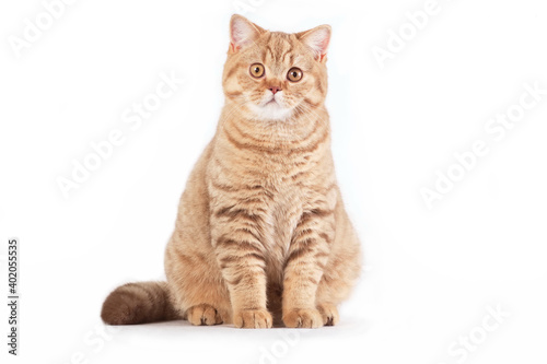 Red british cat sitting on white background