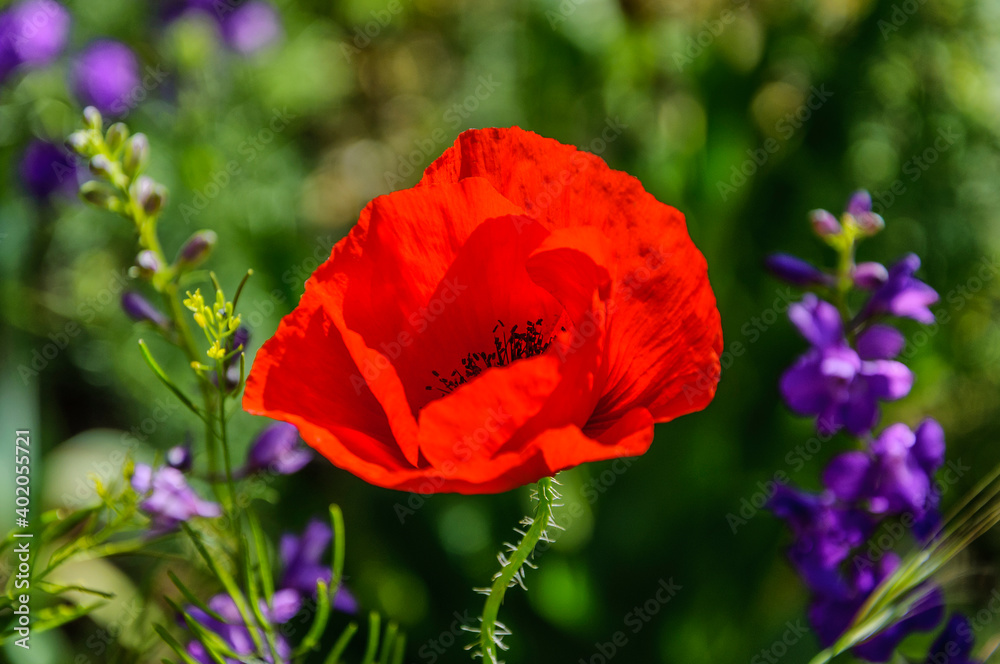 Red poppy flower bud in full bloom on a green background. Red poppy flower bud in full bloom on a green background.
