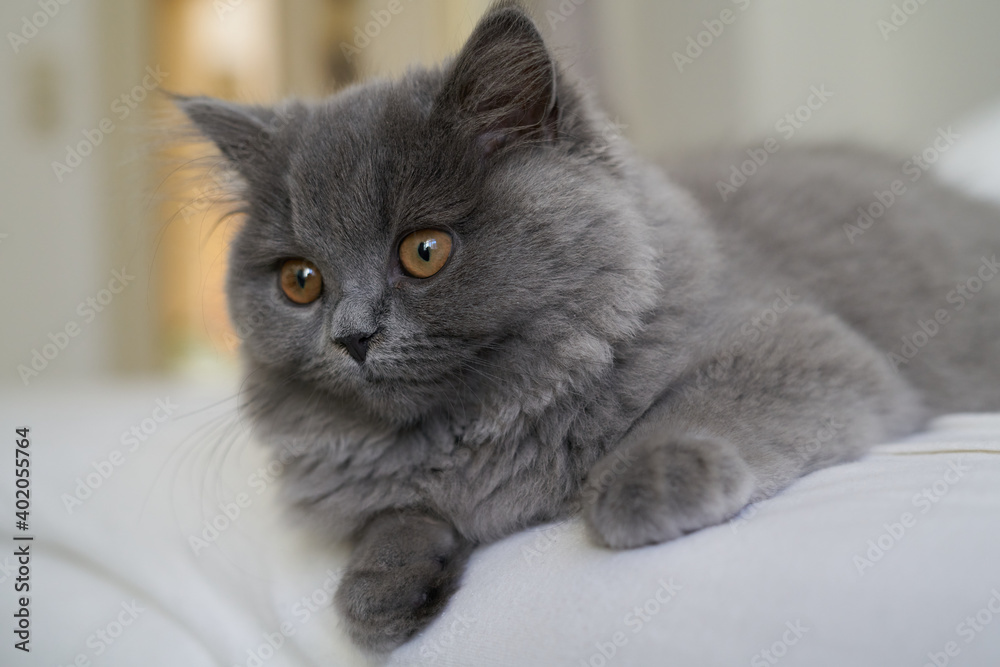 cute blue highlander british longhair shorthair kitten front face