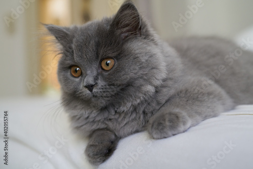 Foto cute blue highlander british longhair shorthair kitten front face
