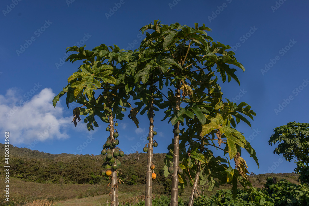 Image of a mountain papaya crop, with many ripe fruits ready to be harvested in the Colombian Andes in Valle del Cauca Colombia