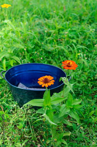 bucket in the middle of plants