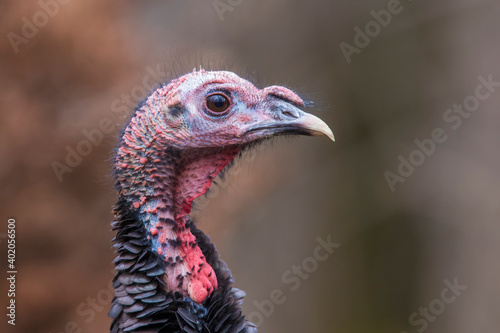 wild turkey portrait	
