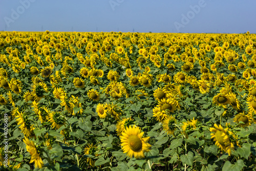 Big Field of Blooming yellow sunflowers at midday in sunny summer day. Summer nature landscape. Clean blue sky over sunflowers. Yellow flowersare Growing on the Big field. Agriculture stock image photo