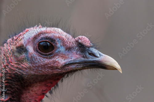 wild turkey portrait	
 photo