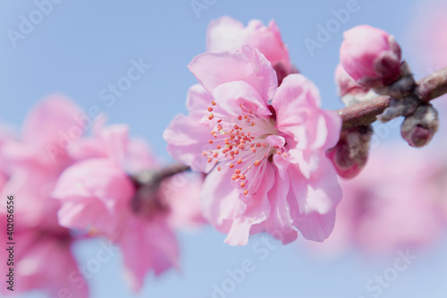 ピンク色の桃の花のアップ 