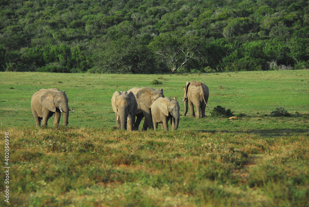 Africa- A Group of Wild Elephants Together in a Savannah Africa- A Group of Wild Elephants Together in a Savannah
