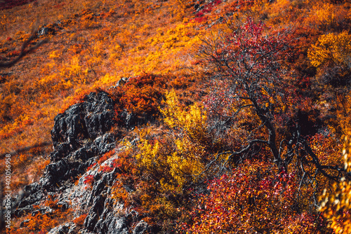 A hillside in autumn mountains overgrown with yellowed and orange native grasses among rocks in a defocused background; vivid fall color and selective focus on a tree with red leaves in the foreground