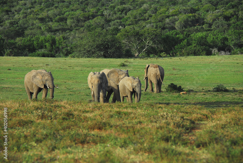 Africa- A Group of Wild Elephants Together in a Savannah