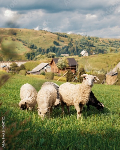 Sheep in Ukrainian Carpathians