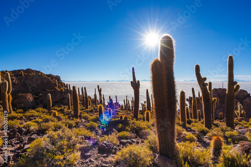 Big cactus on Incahuasi island, salt flat Salar de Uyuni, Altiplano, Bolivia
