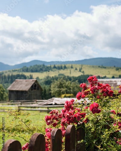 Village garden